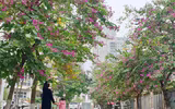 Ngỡ ngàng với con đường hoa ban đỏ trên quê lụa Hà Đông